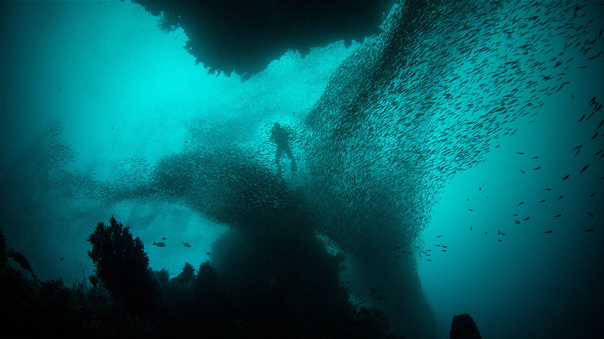 Scuba diver surrounded by school of fish